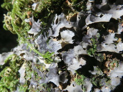 Pseudocyphellaria