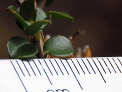 Leptospermum rotundifolium