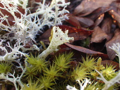 Cladonia boryi