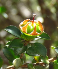 Leptospermum rotundifolium