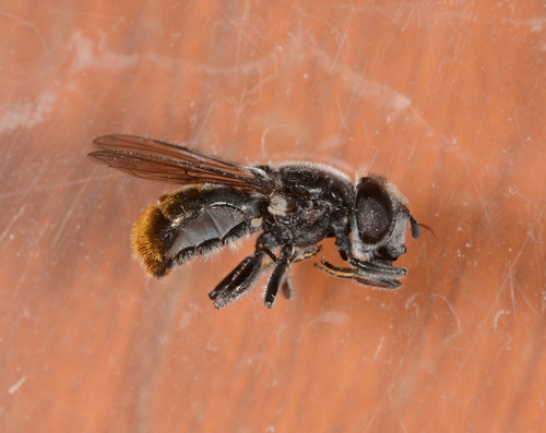 Psilota auricauda observed 2022-12-20