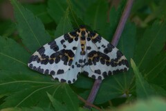 Abraxas grossulariata