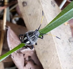 Poecilometis strigatus