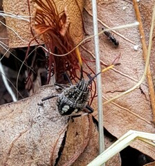 Poecilometis strigatus