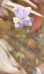 Burmannia