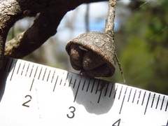 Leptospermum rotundifolium