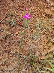 Epilobium billardiereanum
