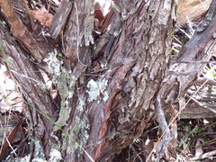 Leptospermum rotundifolium