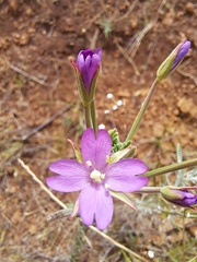 Epilobium billardiereanum
