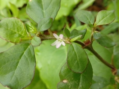 Trianthema portulacastrum