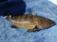 Epinephelus
