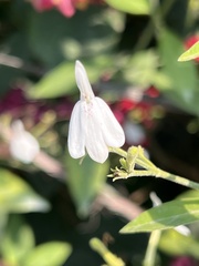 Rhinacanthus nasutus
