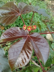 Jatropha gossypiifolia