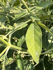 Rhinacanthus nasutus