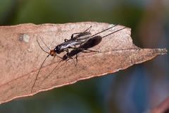 Callibracon capitator