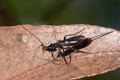 Callibracon capitator