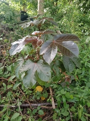 Jatropha gossypiifolia