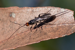 Callibracon capitator