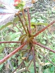 Jatropha gossypiifolia