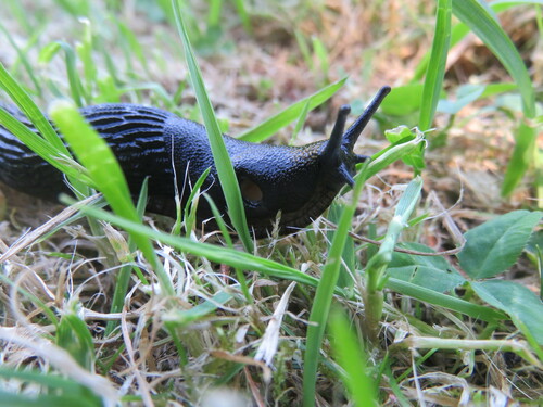 Didysis arionas nuotrauka