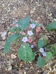 Eranthemum