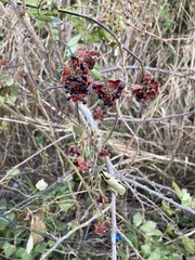 Rhynchosia volubilis