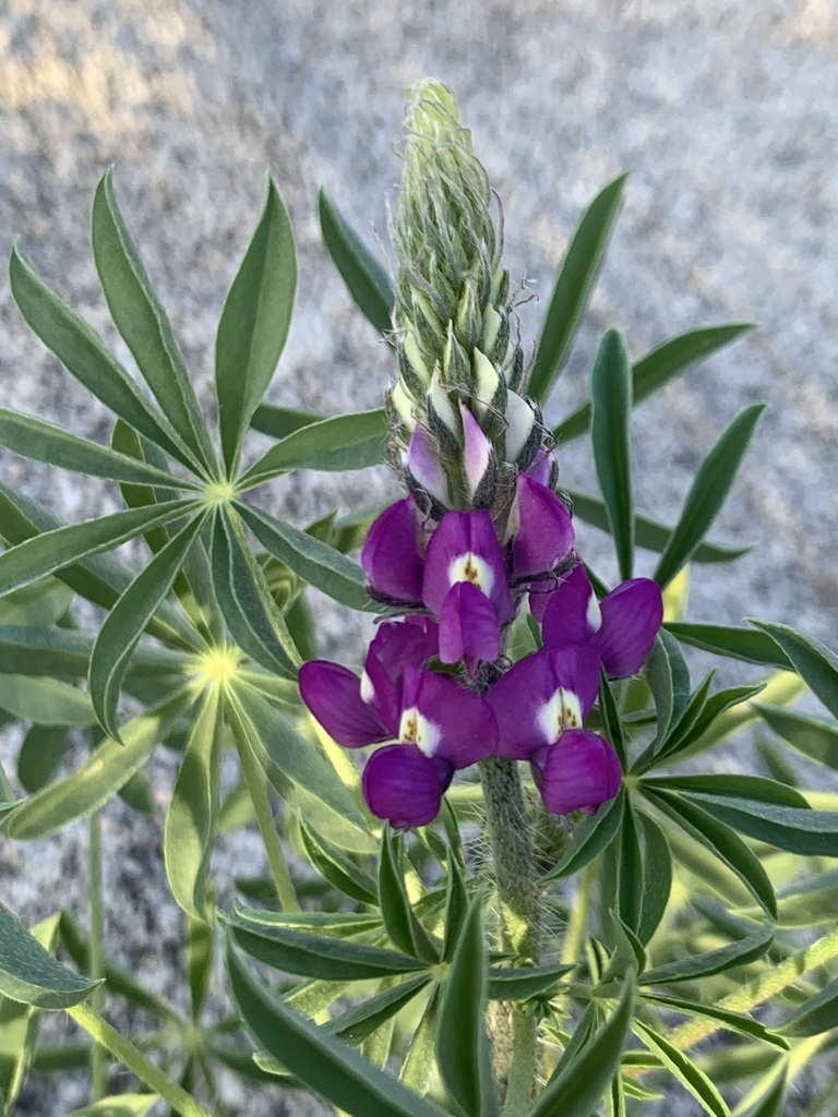 lupines