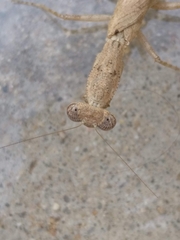 Mantodea