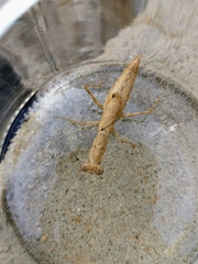 Mantodea