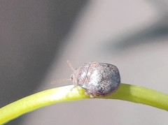 Megacopta cribraria