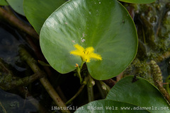 Nymphoides