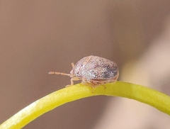 Megacopta cribraria