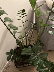 Zamioculcas