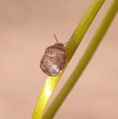 Megacopta cribraria
