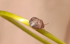 Megacopta cribraria