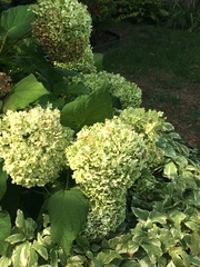 Hydrangea radiata