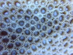 Paramontastraea serageldini