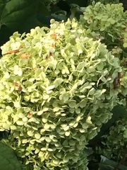 Hydrangea radiata