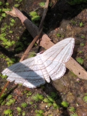 Scopula opicata