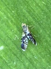 Spathulina acroleuca