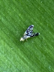 Spathulina acroleuca