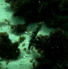 Eupetrichthys angustipes