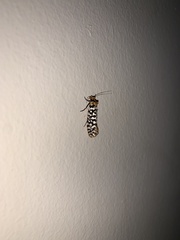 Moerarchis clathrata