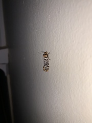 Moerarchis clathrata