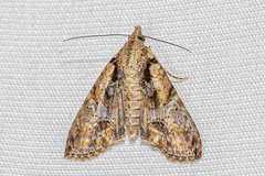 Lophoptera