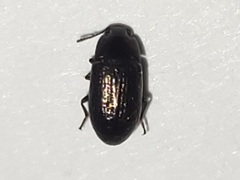 Blapstinus metallicus