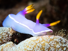 Hypselodoris