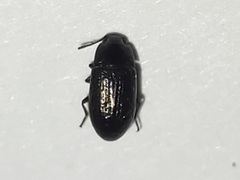 Blapstinus metallicus