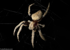 Hortophora
