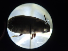 Blapstinus metallicus